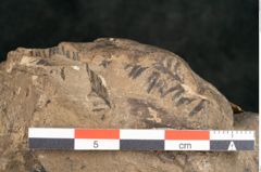 Foto (Detailansicht) von Palissya podocarpoides Ettingshausen (NHMW-GEO-2024-0188-10343)
